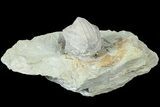 Blastoid (Pentremites) Fossil - Illinois #184111-1